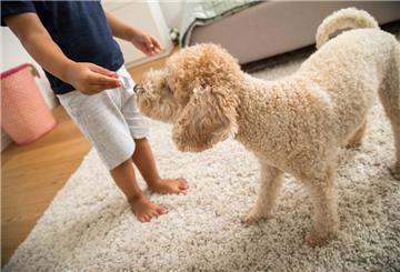 Gefährliche Lebensmittel für Hunde: Das solltest du wissen