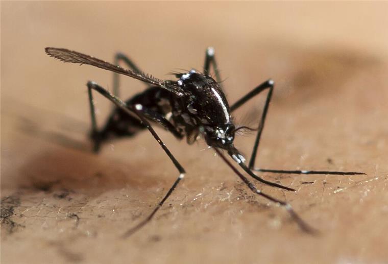 Stechmücke im Anmarsch: Tropenvirus rückt näher! Mücke