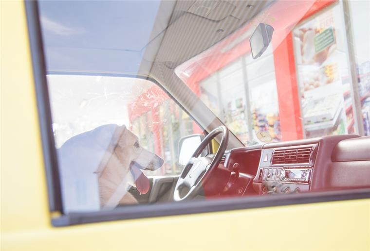Gefährliches Gefängnis: Ein 69-Jähriger hat gestern in Bremerhaven seinen Hund bei Hitze im Auto zurückgelassen. Die Polizei rettete das Tier. Das Foto ist ein Symbolbild.