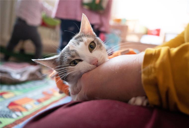 Ein Kind kuschelt mit einer Katze in einem Kinderzimmer. Gefahr für Haustiere: Unachtsamkeit bei Hormontherapien kann Vierbeinern ernsthafte Schäden zufügen. 