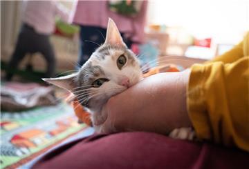Ein Kind kuschelt mit einer Katze in einem Kinderzimmer. Gefahr für Haustiere: Unachtsamkeit bei Hormontherapien kann Vierbeinern ernsthafte Schäden zufügen. 