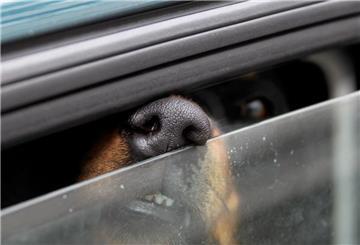 Eine Hundenase guckt aus dem Autofenster