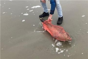 Gefangen in einem orangen Plastiknetz: Die kleine Robbe kann den Mund kaum öffnen und nur schwerlich die Flossen bewegen. In der offenen Nordsee kann das Tier so nicht überleben. 
