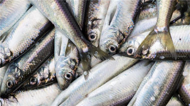 EU-Regeln gegen Überfischung: strengere Kontrollen Gefangene Ostseeheringe.