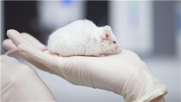 Gegen die Forscherin wurde bereits wegen Tierversuchen an Mäusen ermittelt. (Symbolbild)