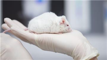 Gegen eine Forscherin in Göttingen wurde schon in der Vergangenheit wegen Tierversuchen an Mäusen ermittelt. (Symbolbild)