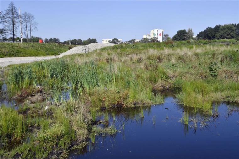 Gegenüber der Tunneltrasse am Eichenweg vernässt die Stadt das augetrocknete Bredenmoor wieder neu. Schon jetzt füllen sich erste Senken mit Regenwasser, Frösche und Libellen haben es schon entdeckt.