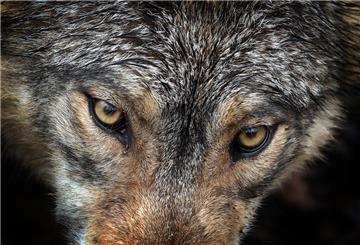 Geht es dem Wolf im Cuxland nun an den Kragen? Der Schnellabschuss soll die Jagd nach einem Nutztierriss erleichtern. 