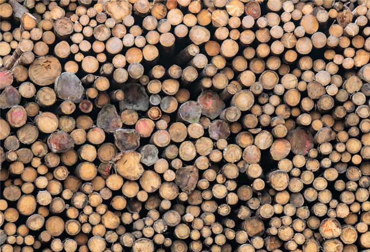 Holzstämme liegen auf dem Gelände des Sägewerks der Ziegler Group in Plößberg.