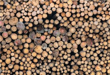 Holzstämme liegen auf dem Gelände des Sägewerks der Ziegler Group in Plößberg.
