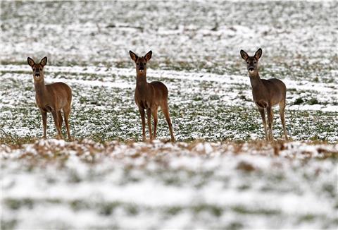 Gerade im Winter benötigen Wildtiere Ruhe, um möglichst wenig Energie zu verbrauchen.