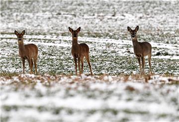 Gerade im Winter benötigen Wildtiere Ruhe, um möglichst wenig Energie zu verbrauchen.