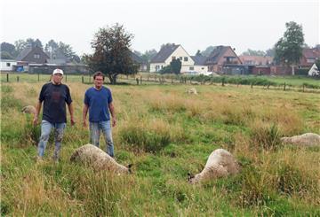 Gerd Hillen (rechts) und sein Freund Heinz Blendermann stehen vor insgesamt sieben verendeten Schafen, die auf der Weide direkt hinter dem Haus der Familie Hillen getötet wurden.
