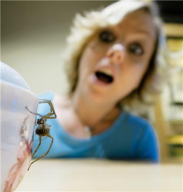 Geschätzte 200.000 Menschen leiden in Deutschland an Arachnophobie – so heißt de...