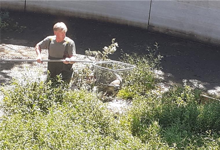 Bussard aus Güllesilo gerettet Geschafft. Mit dem Bussard im Kescher stiefelt Ingo Dieckmann in seiner Wathose durch die 80 Zentimeter hohe Gülle im Sammelbehälter.