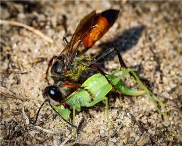 Eine Heuschrecke und eine Sandwespe. Geschickter Jäger: Die Heuschrecken-Sandwespe mit Beute für den späteren Nachwuchs. 