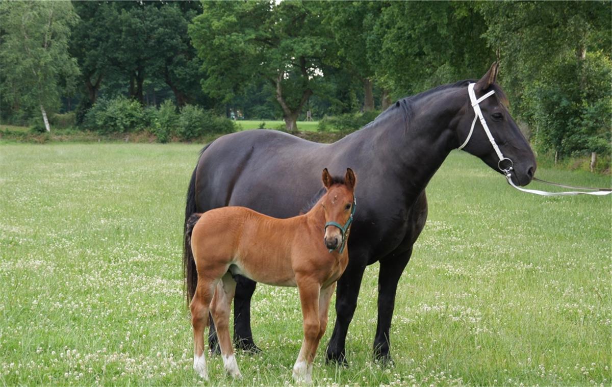 Alte Haustierrassen gesucht - Wer hält gefährdete Tiere? Das Foto zeigt eine Stute mit Fohlen der Rasse Ostfriesen/Altoldenburger Pferd.