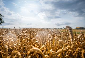 Getreide ist derzeit in aller Munde. Die Landwirtschaft und ihre zukünftige Ausrichtung spielen natürlich auch eine Rolle in der neuen Serie „Land im Wandel“.