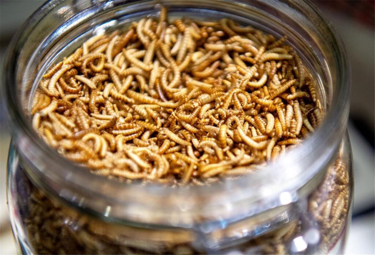 EU-Zulassung: Dürfen Insekten einfach untergemischt werden? Mehlwürmer