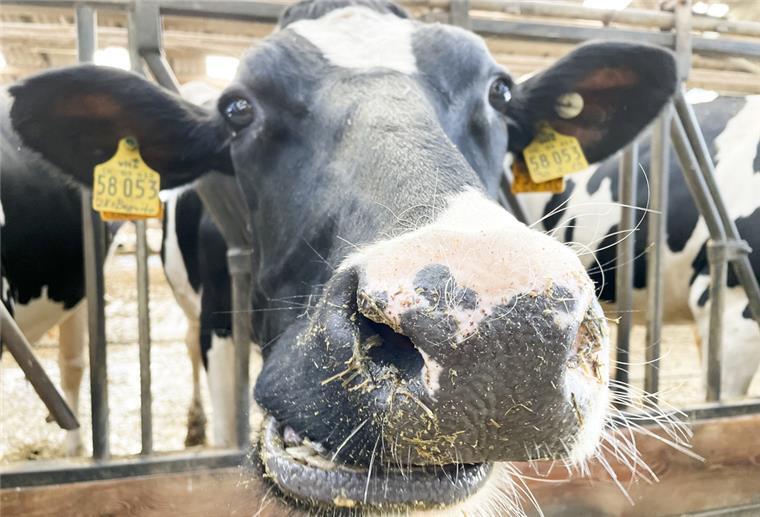 Gibt es bald keine Milchwirtschaft mehr? Weil die Erzeugung von Milchprodukten extrem viel Energie kostet, könnte dieser Zweig der Landwirtschaft auf den Prüfstand stehen, wenn es nach den Plänen des BUND geht.