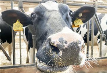 Gibt es bald keine Milchwirtschaft mehr? Weil die Erzeugung von Milchprodukten extrem viel Energie kostet, könnte dieser Zweig der Landwirtschaft auf den Prüfstand stehen, wenn es nach den Plänen des BUND geht.