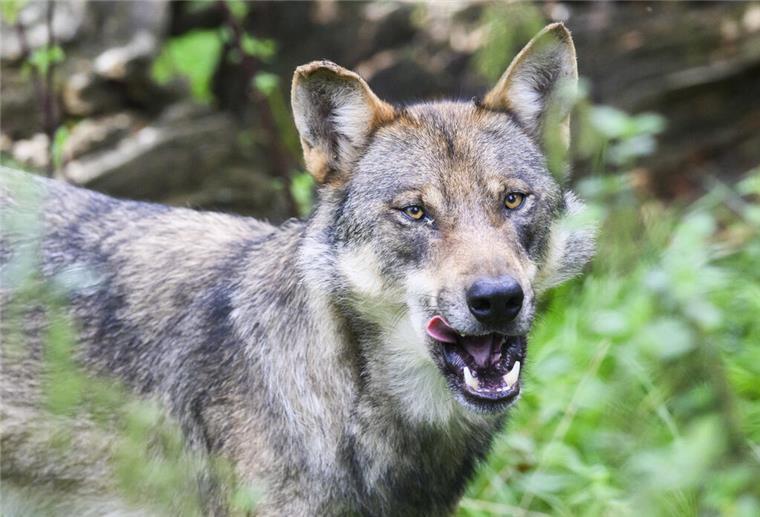 ARCHIV - 29.08.2023, Niedersachsen, Springe: Ein Wolf steht in einem Gehege. (zu dpa: «Tote Wölfe in Italien entdeckt - vergiftet?») Foto: Julian Stratenschulte/dpa +++ dpa-Bildfunk +++