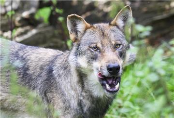 ARCHIV - 29.08.2023, Niedersachsen, Springe: Ein Wolf steht in einem Gehege. (zu dpa: «Tote Wölfe in Italien entdeckt - vergiftet?») Foto: Julian Stratenschulte/dpa +++ dpa-Bildfunk +++