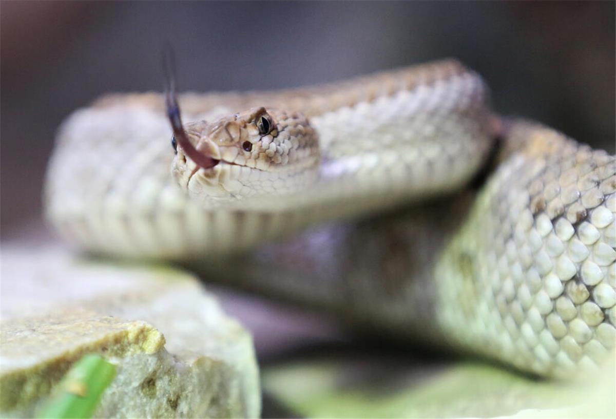 Giftschlangen-Alarm: Gefahr für Menschen und Tiere an der Küste