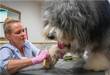 Gitta Dierksen bei der Verwandlung von Bearded Collie-Rüde Lui: Sie hat definitiv seine Sicht auf die Welt verändert. 