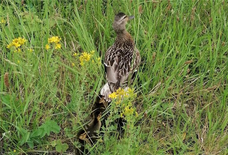 Tierische Heldenaktion: Feuerwehr Bremerhaven rettet Entenfamilie aus großer Not Glücklich watschelt die Entenfamilie nach der Rettung davon.