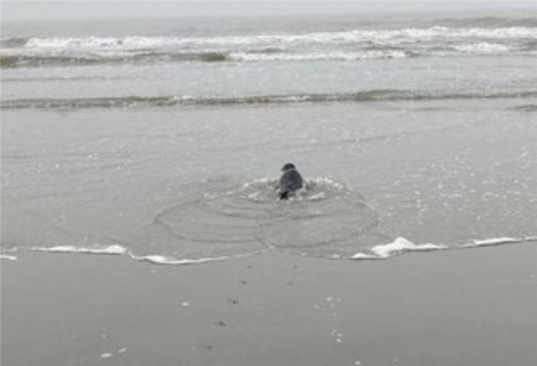 Hilflos am Strand: Robbe wird auf Nordseeinsel aus Kartoffelnetz befreit Glücklicherweise ist das Tier unverletzt. Nach der Rettungsaktion kann der Seehund direkt in seine Heimat, die Nordsee, zurückkehren.