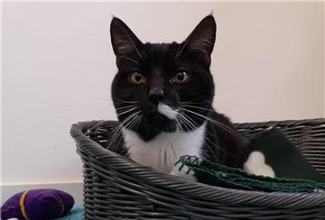 Schwarz-weißer Kater Goliath.