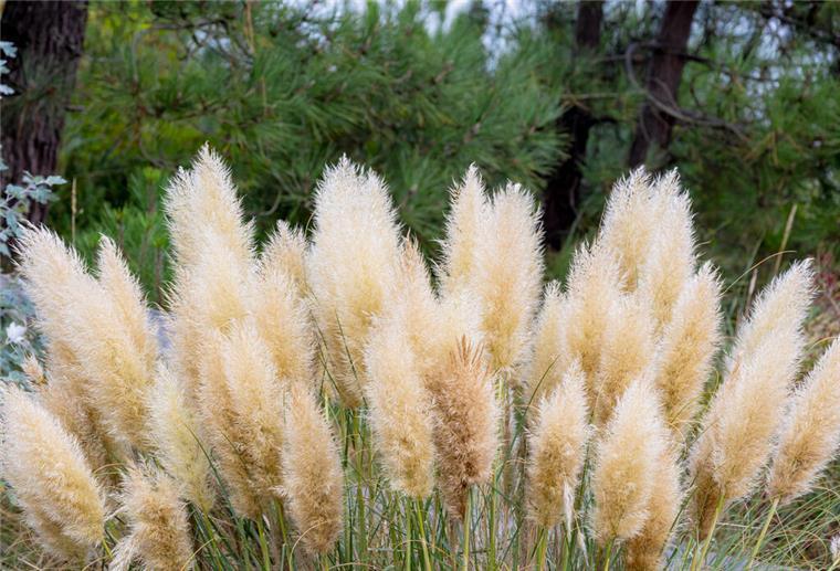 Gräser, Garten, kreative Gartenprojekte