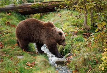 Ein Bär am Bach
