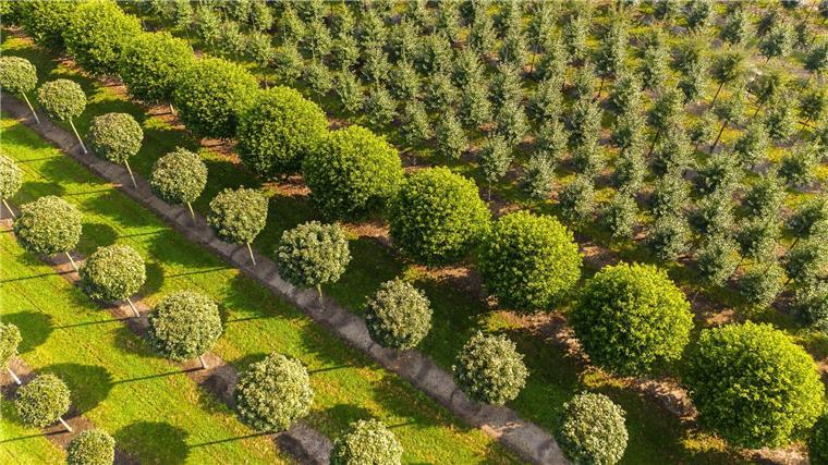 Grün, grüner, Niedersachsen: Nirgendwo sonst in Deutschland erstrecken sich so viele Baumschulflächen. (Archivbild)