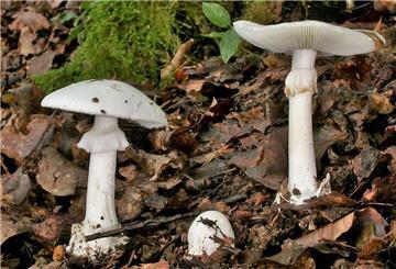 Grüne Knollenblätterpilze stehen auf Waldboden. Der Giftpilz sieht essbaren, weißen Champignons ähnlich. Der Verzehr des Pilzes kann die Leber schädigen und sogar tödlich enden.