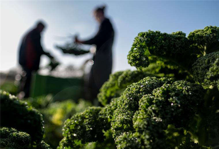 Grünkohl-Pflanzen stehen auf einem Feld. Im Hintergrund sind schemenhaft zwei Männer zu sehen.