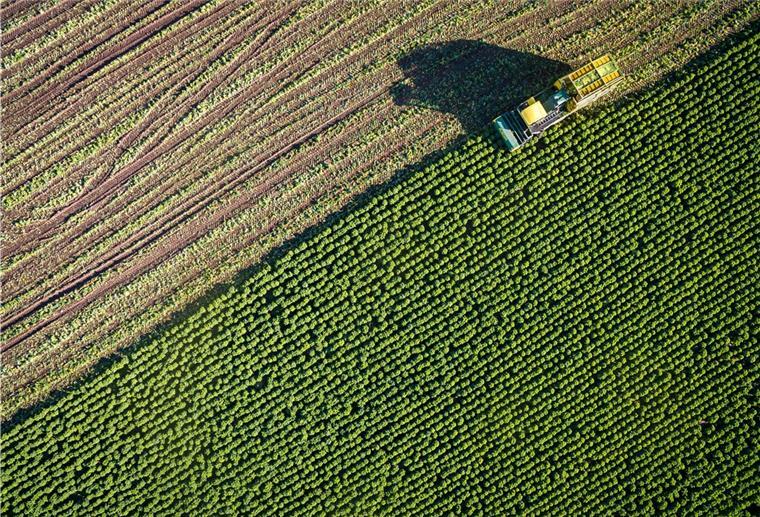 Grünkohl wird auf einem Feld geerntet.