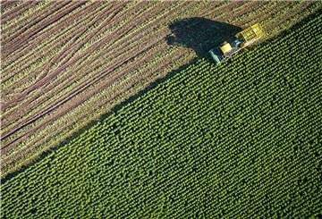 Grünkohl wird auf einem Feld geerntet.