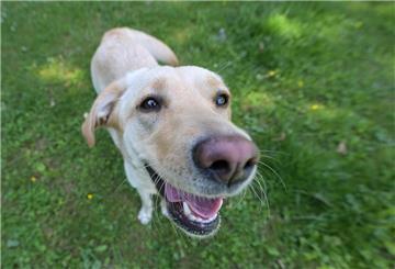 Grund zur Freude für Hunde in Bremerhaven.