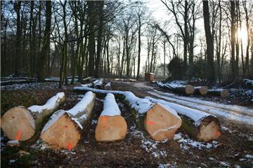 Gut 150 Bäume, zum überwiegenden Teil Buchen, sind in den vergangenen Tagen rund um die Karolinenhöhe in Bad Bederkesa gefällt worden.