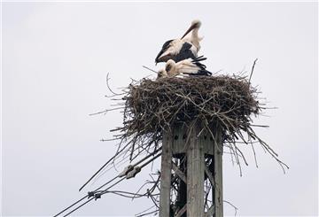 Gute Nachrichten: Der Storch-Bestand steigt wieder.