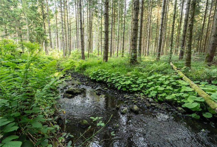 Ein Bach fließt durch ein Waldstück