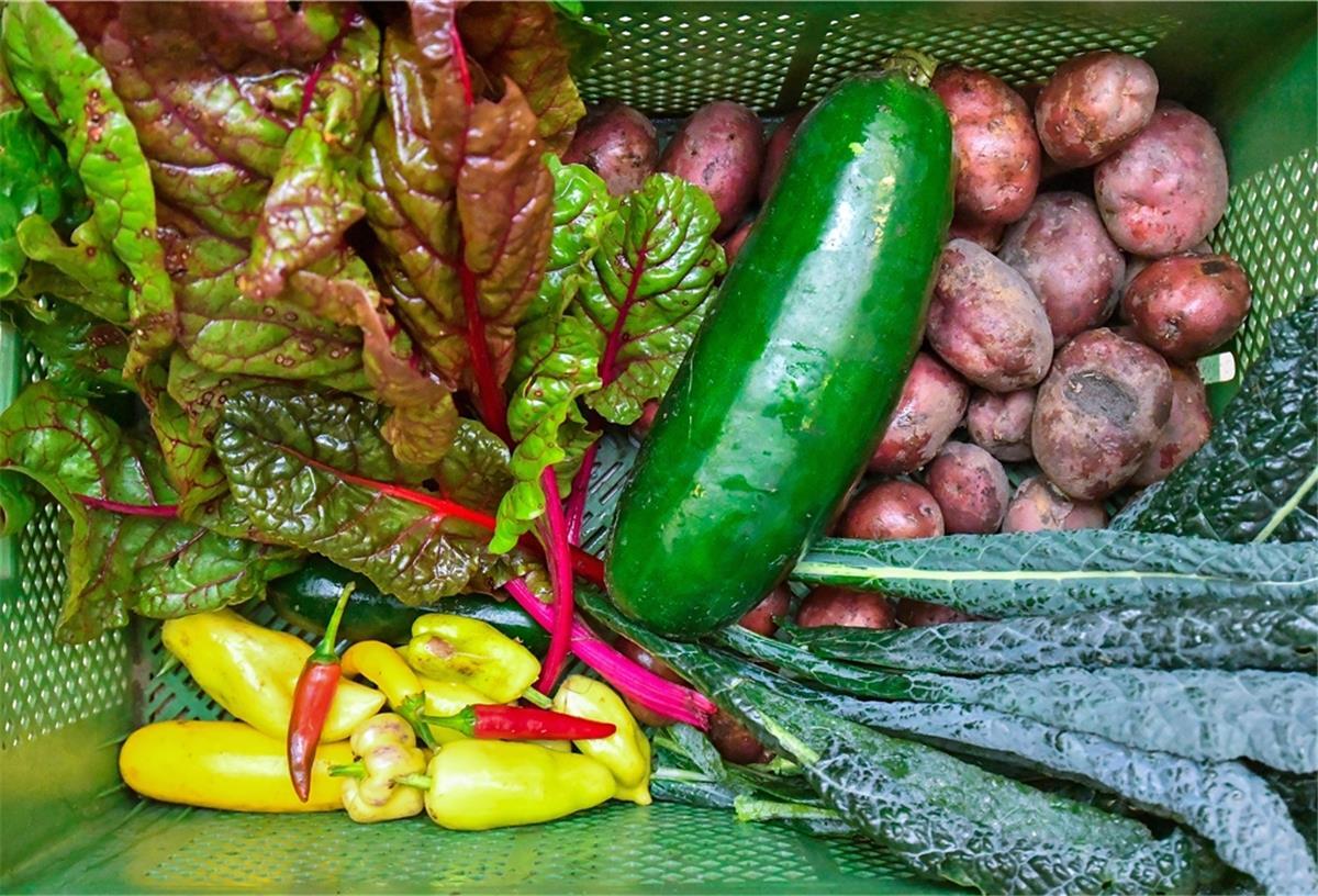 Gutes Gemüse aus den Umland: Ein Ernährungsrat für Bremerhaven und Umgebung will auch das fördern.