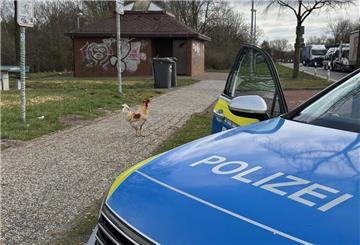 Hahn Hermann muss nicht mehr auf dem Autobahnrasthof leben. Tierretter haben den Gockel eingefangen.