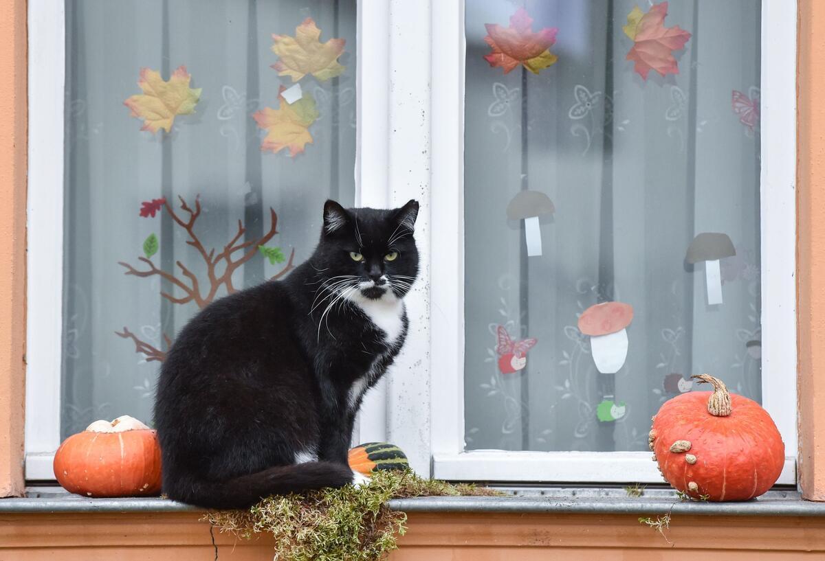 Halloween mit Hund und Katze: So schützt man Haustiere Symbolbild für Halloween mit Hund und Katze: Eine Katze sitzt vor einem Fenster, das mit Kürbissen und Deko für Halloween geschmückt ist.