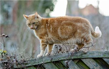 Halter, die ihre Katzen außerhalb der Wohnung frei laufen lassen, müssen sie kastrieren und kennzeichnen lassen. 