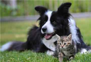 Eine Hündin der Rasse Border Collie liegt auf einer Wiese in einem Garten mit einem wenige Wochen alten Kätzchen.