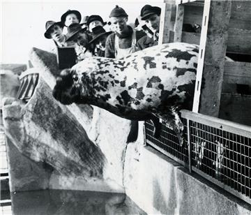 „Hansi“, der frühe Medienstar: In den 50ern schaffte es der arktische Klappmütze...