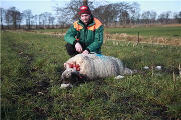 Harter Anblick für Nebenerwerbsschäfer Philippe Hey: Drei trächtige Tiere hat er am Dienstagmorgen tot auf seiner Weidefläche gefunden.